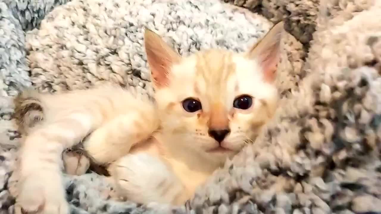 Bengal cats for sale: Snow Lynx Bengal Kittens - Video 1