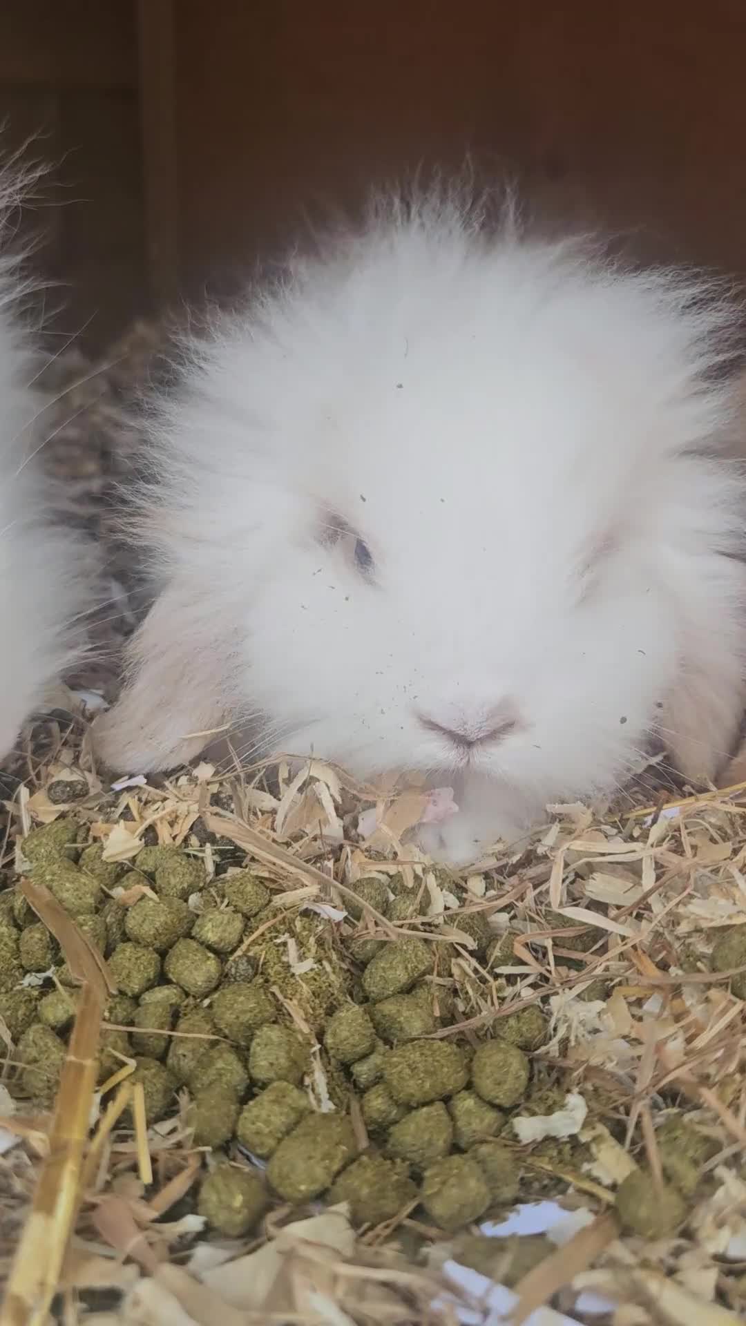 Lionhead rabbits for sale: Lion Lop babies (4 left) READY NOW - Video 1