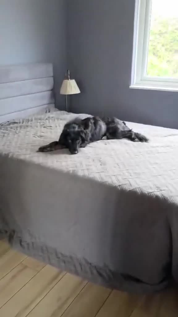 Mixed Breed dogs for adoption: TILLY (All black girl) - Video 1