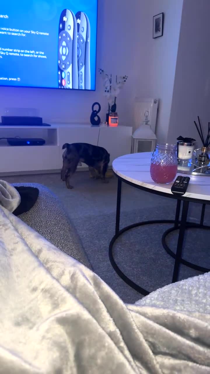 French Bulldog dogs for stud: MERLE & TAN FRENCH BULLDOG STUD - Video 2