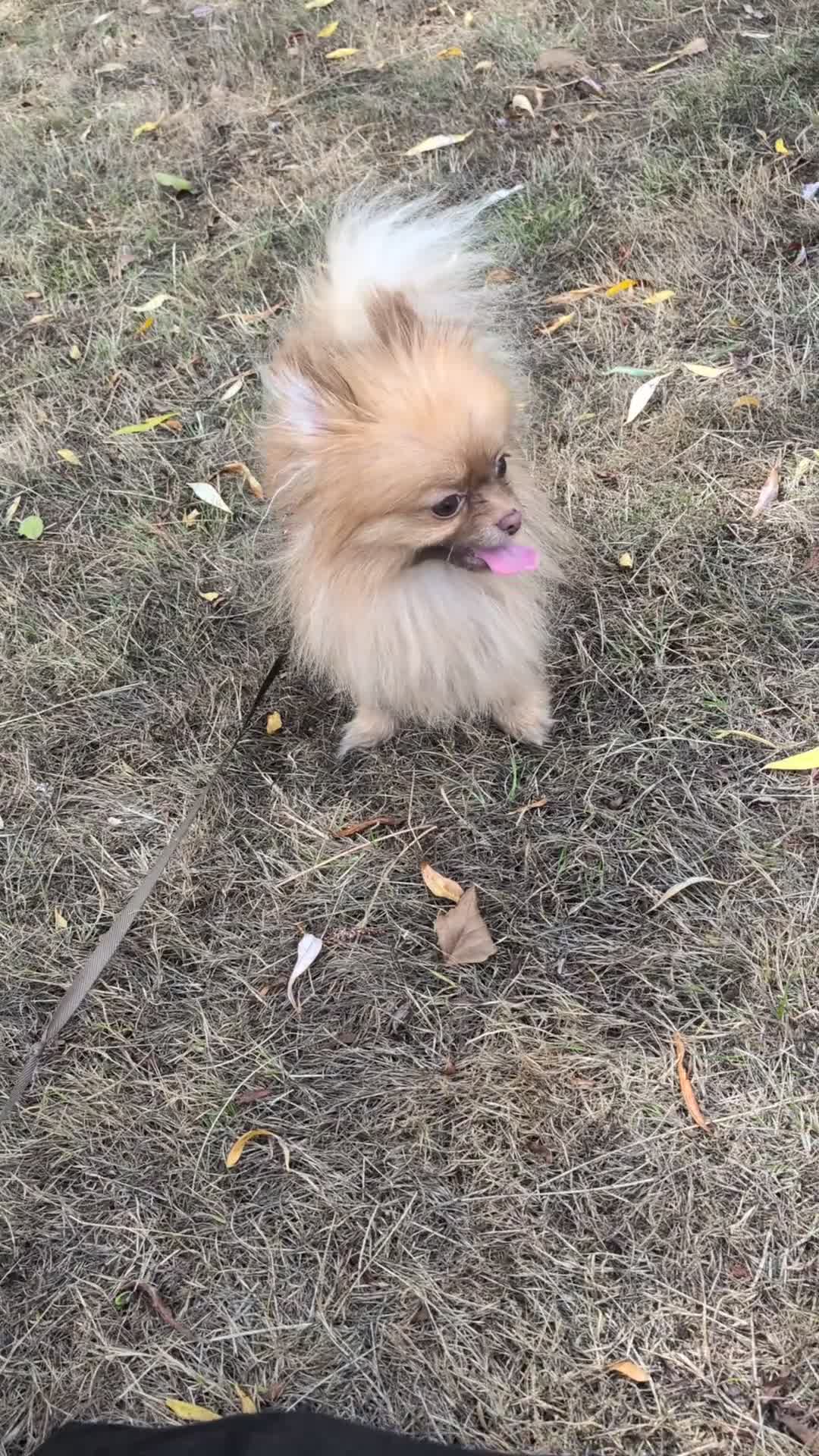 Pomeranian dogs for sale: Beautiful 1 year old girl looking for good home - Video 1