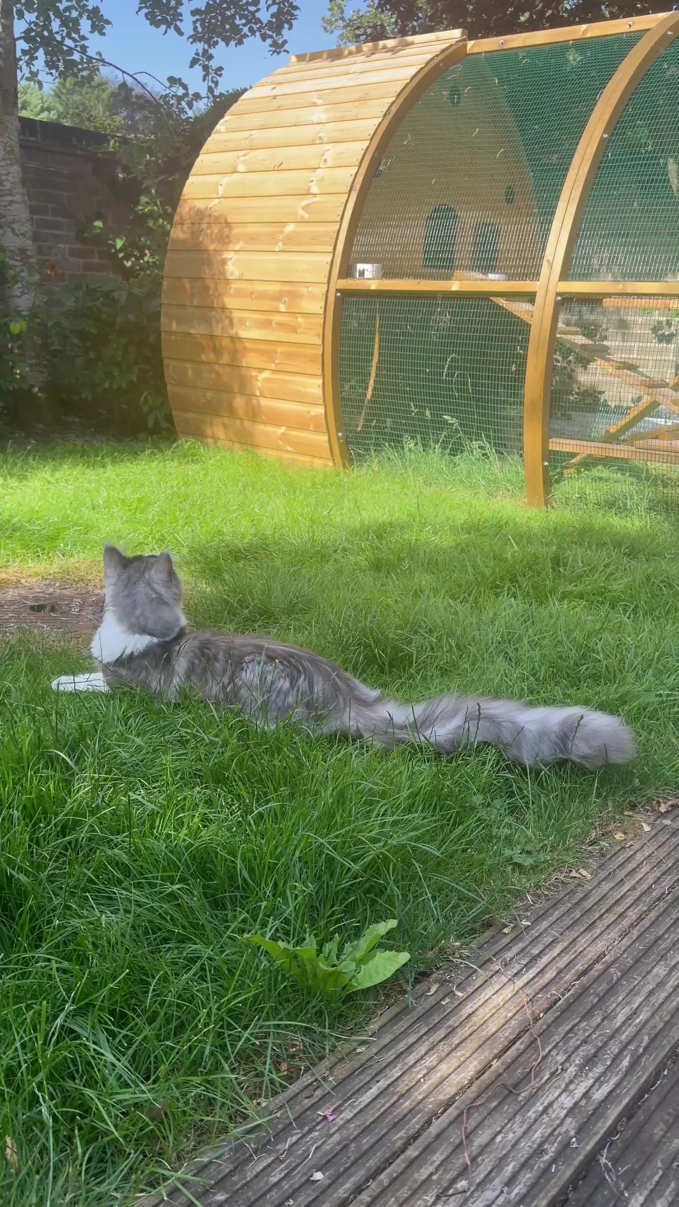 Maine Coon cats for stud: 🥥bounty🥥 🔆Large & lovely boy for stud🔆 - Video 1
