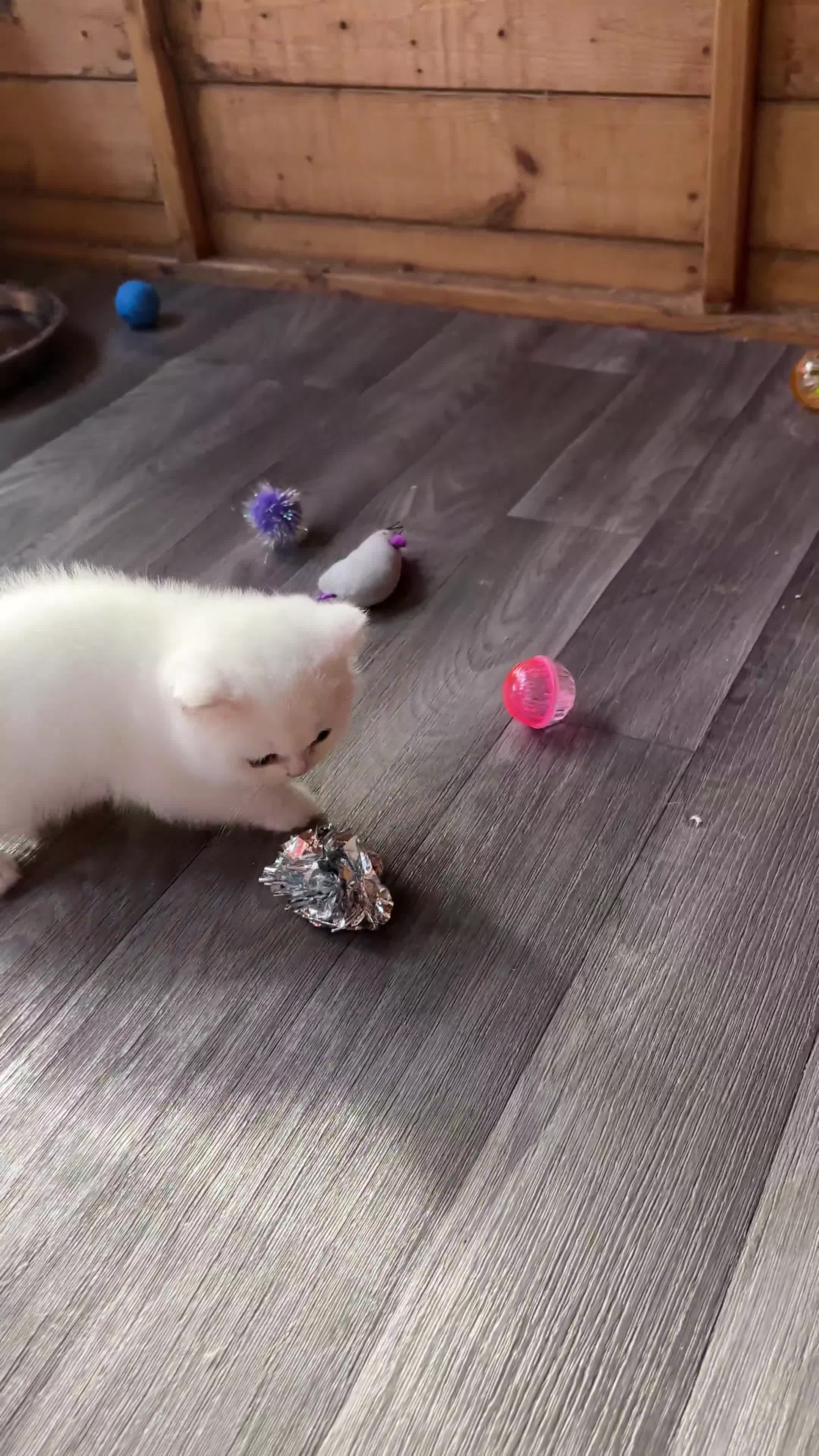 British Shorthair cats for sale: British Shorthair kittens - Video 2