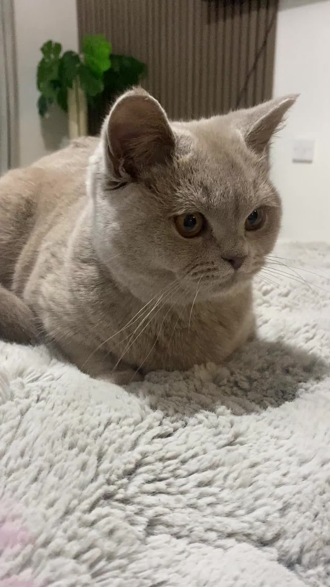 British Shorthair cats for sale: 👑 LILAC BSH reg GCCF LAST GIRL 👑 - Video 1