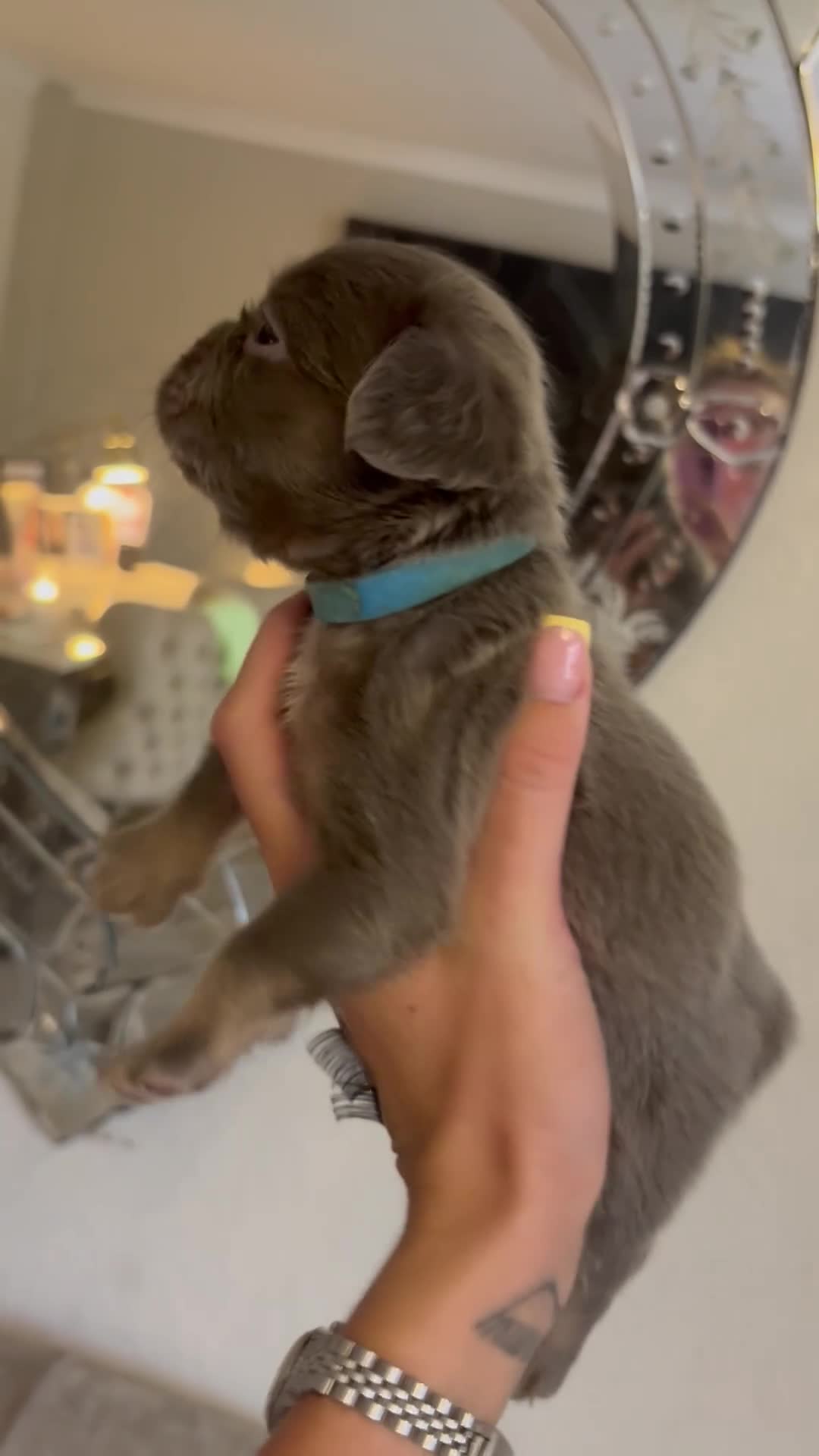 French Bulldog dogs for sale: Visual fluffy French bulldogs - Video 4
