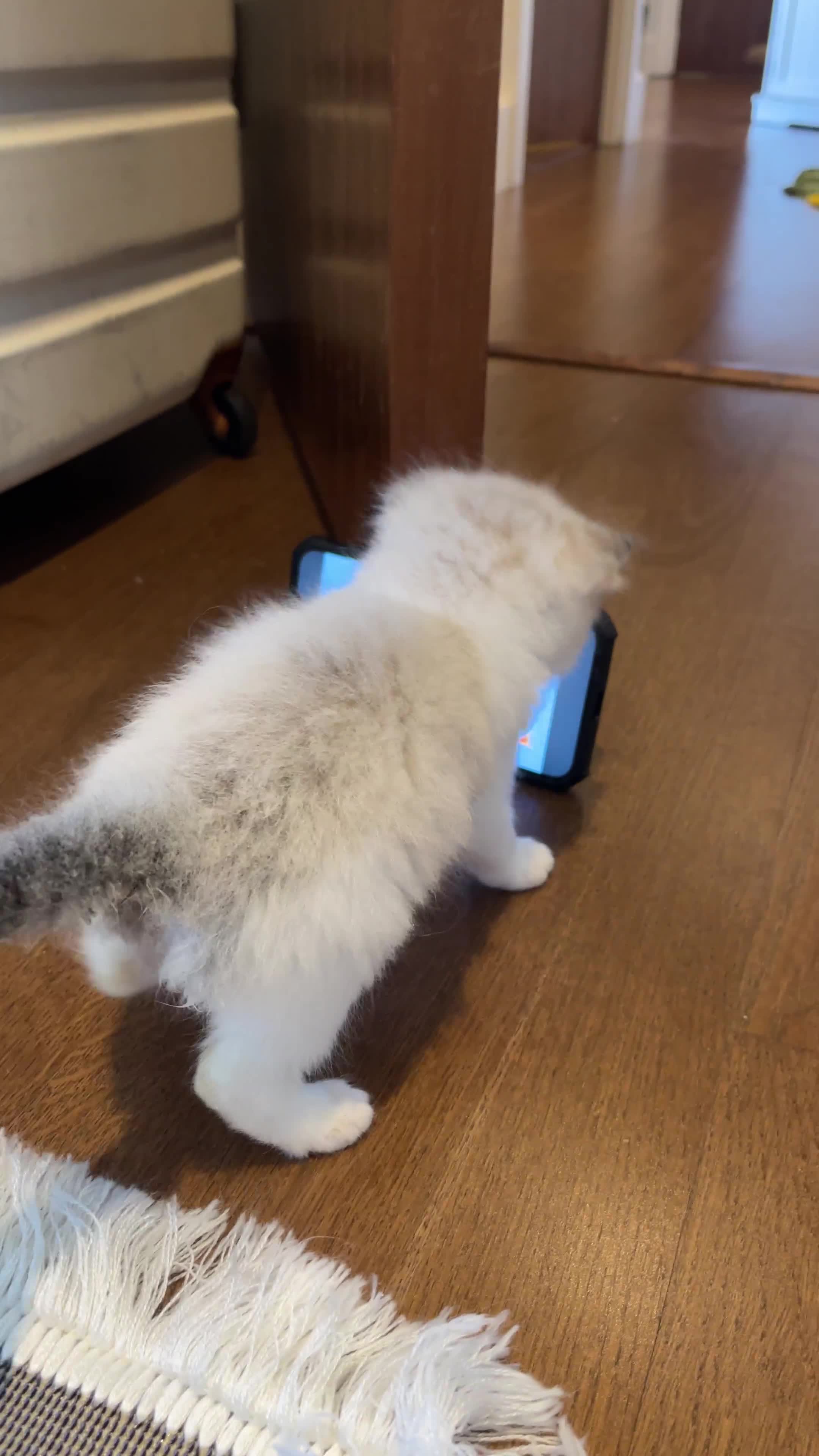 Ragdoll cats for sale: Beautiful Ragdoll gccf registered - Video 3