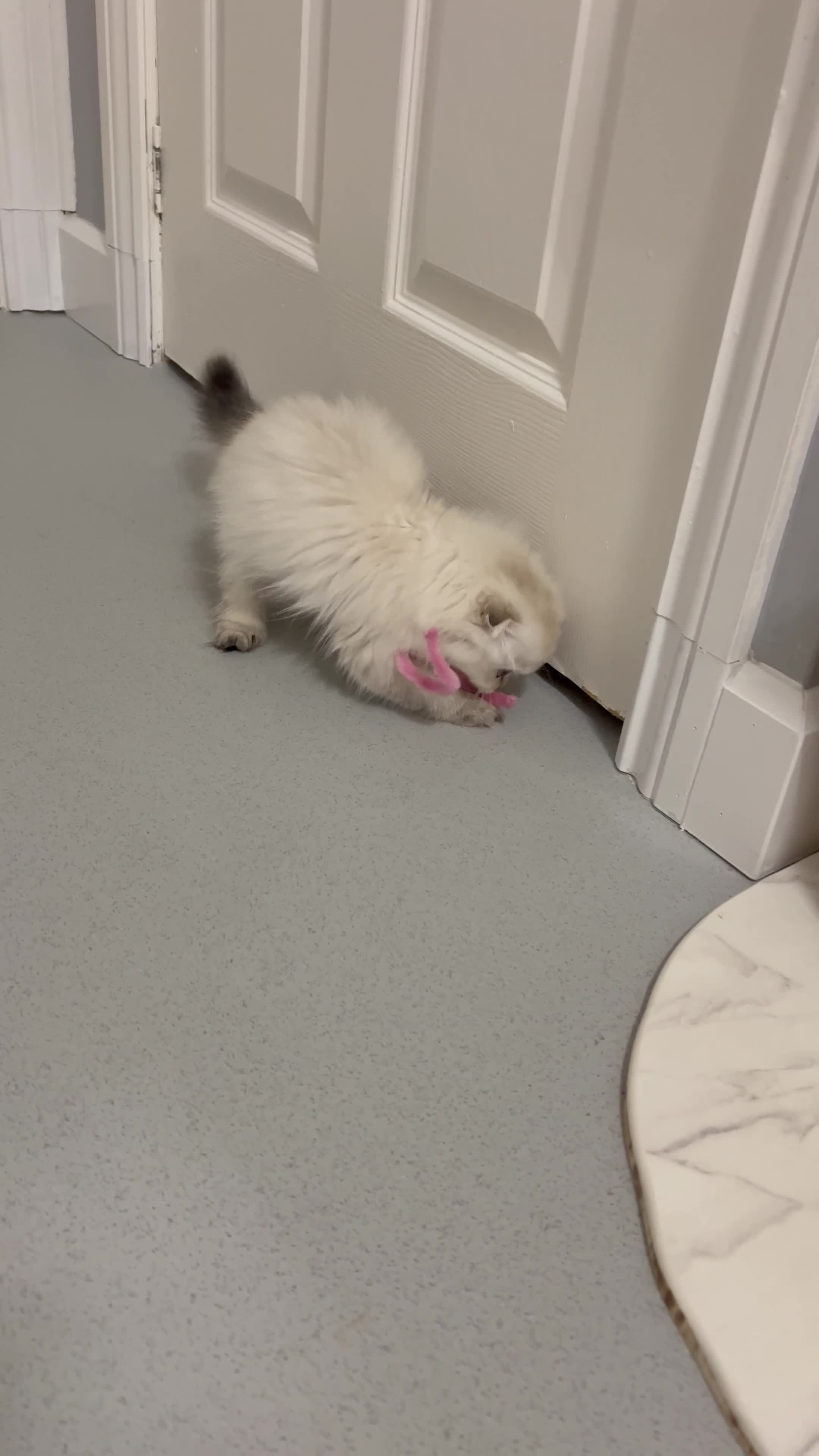 Scottish Fold cats for sale: Pedigree Champion line SFLH girl  in Rainham - Video 1