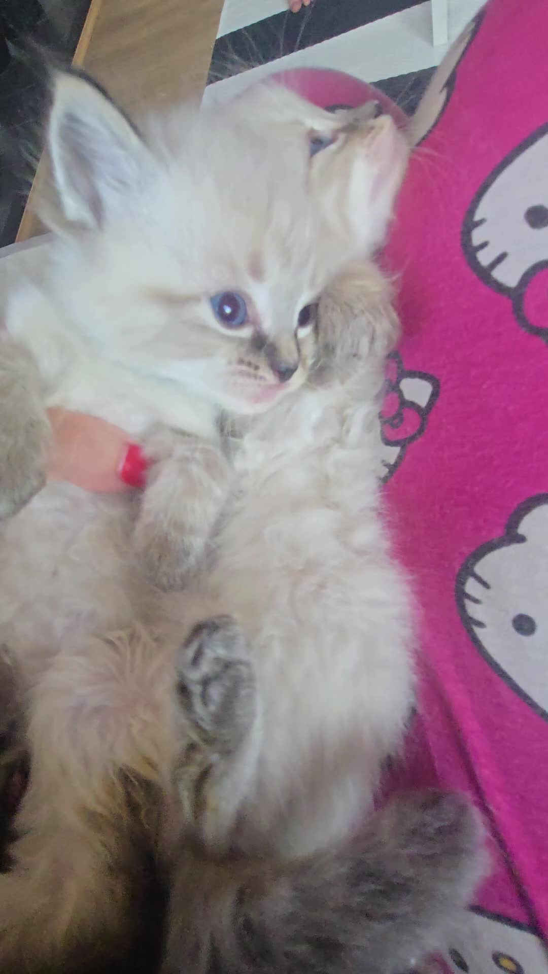 Ragdoll cats for sale: Just 2 left: Purebred female Ragdoll kittens - Video 3