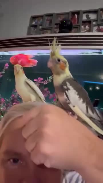 Cockatiels birds for sale:  Baby Cockatiels for sale - Video 1