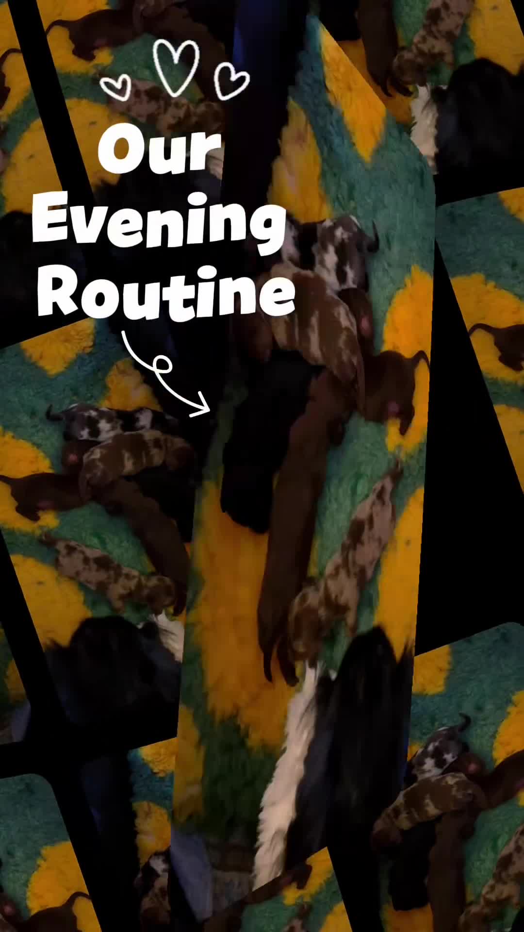Miniature Dachshund dogs for sale: Gorgeous Long Haired Miniature Dachshund Puppies - Video 4