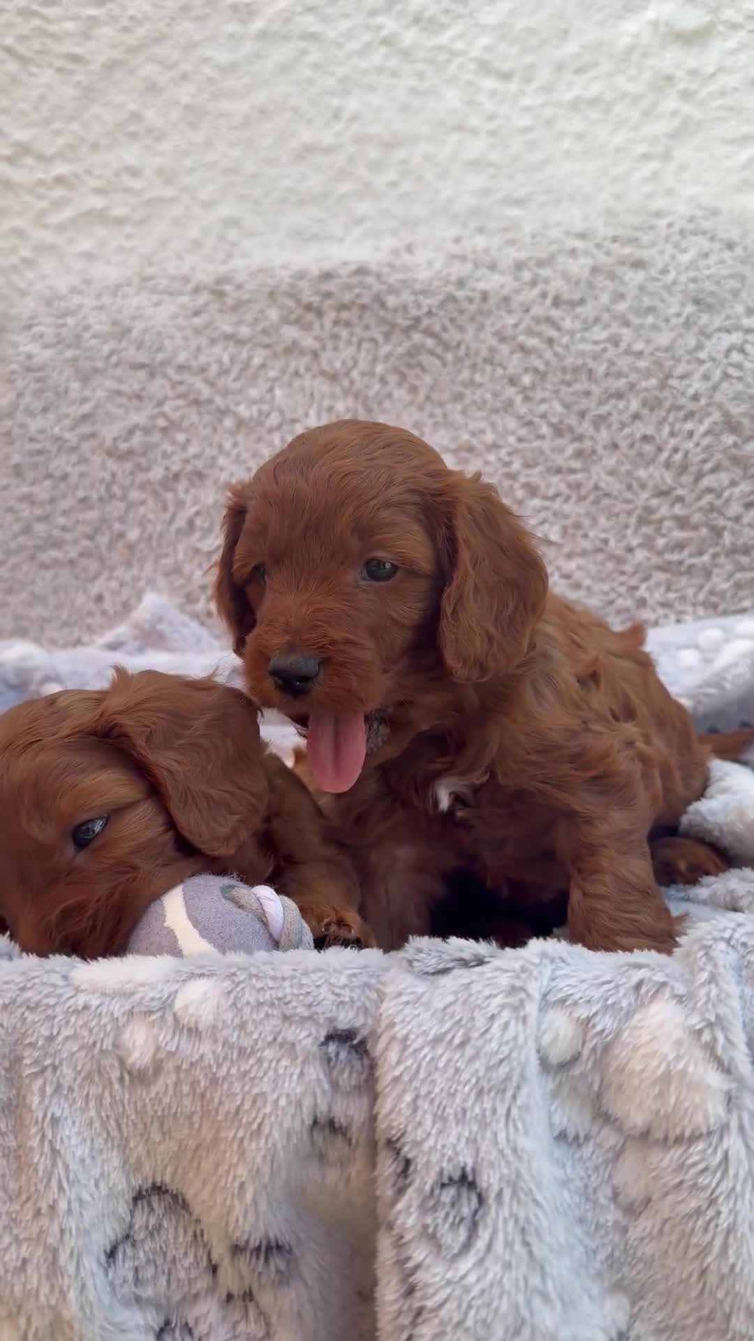 Cockapoo dogs for sale: 🐶✨F1 RED COCKERPOOS puppies 🐶✨ - Video 4