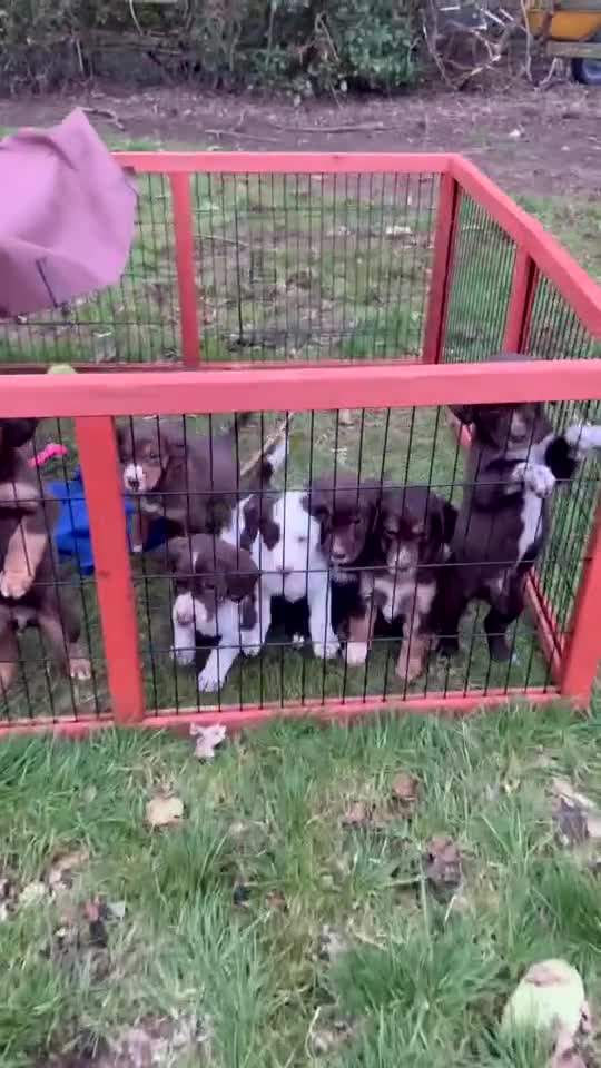 Mixed Breed dogs for sale: Cocker collie pups  - Video 1
