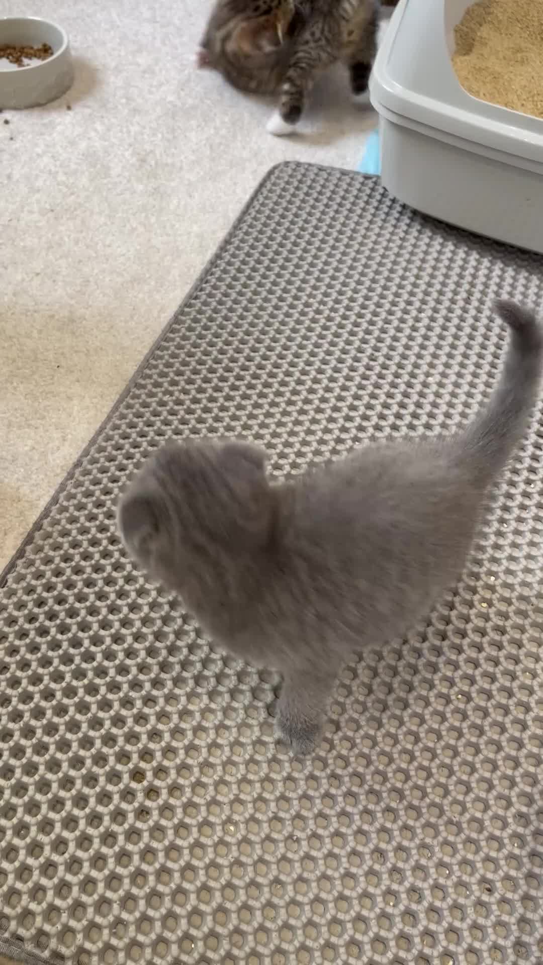 Scottish Fold cats for sale: Beautiful Scottish Fold Kittens - Video 1