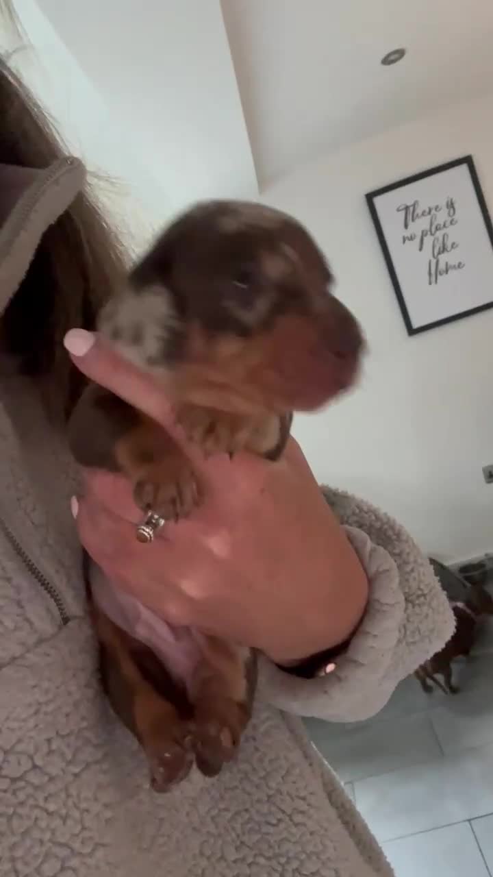 Miniature Dachshund dogs for sale:  Miniature Daschunds . Ready 23rd/24th December  - Video 2