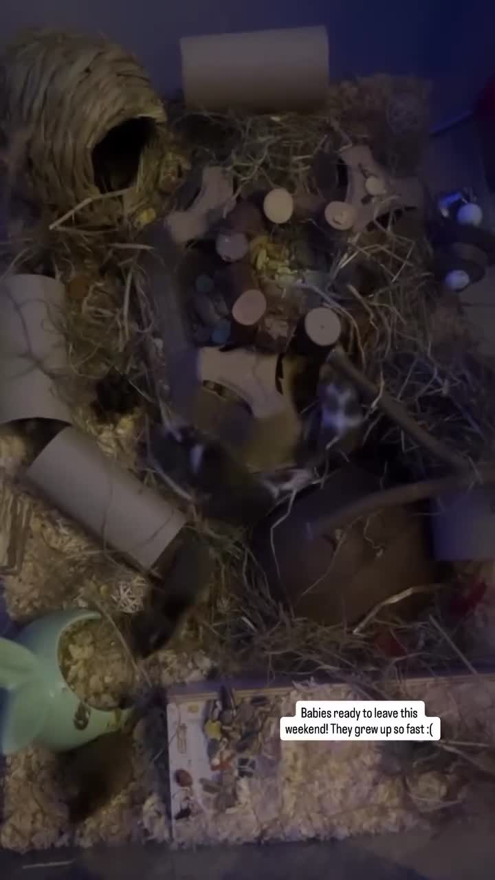 Mouse rodents for sale: Female mice ready to leave in Rochester - Video 1