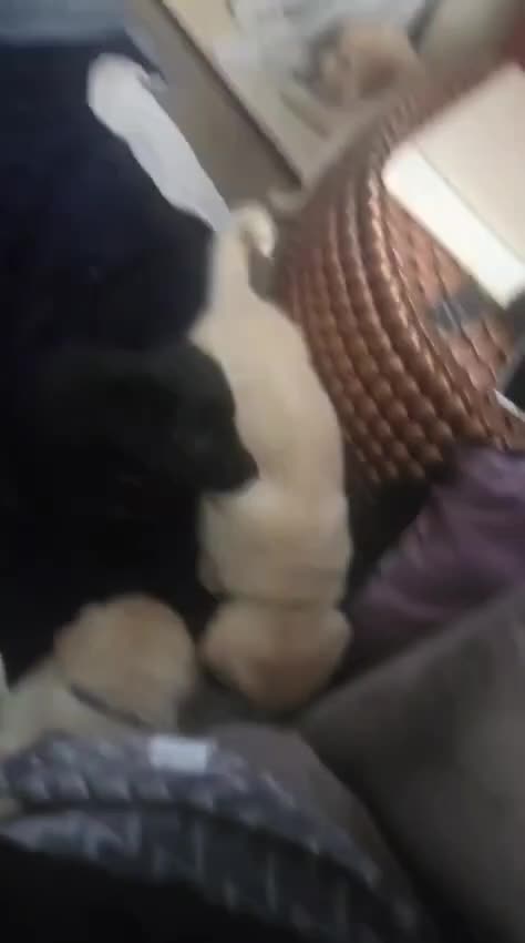 Mixed Breed dogs for sale: German Shepherd x Labrador puppies - Video 1