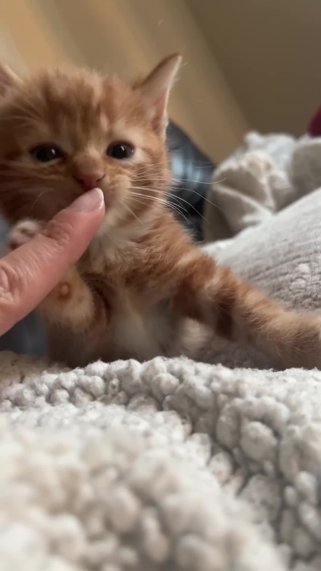 Mixed Breed cats for sale: 3 friendly fluffy female kittens for sale - Video 1