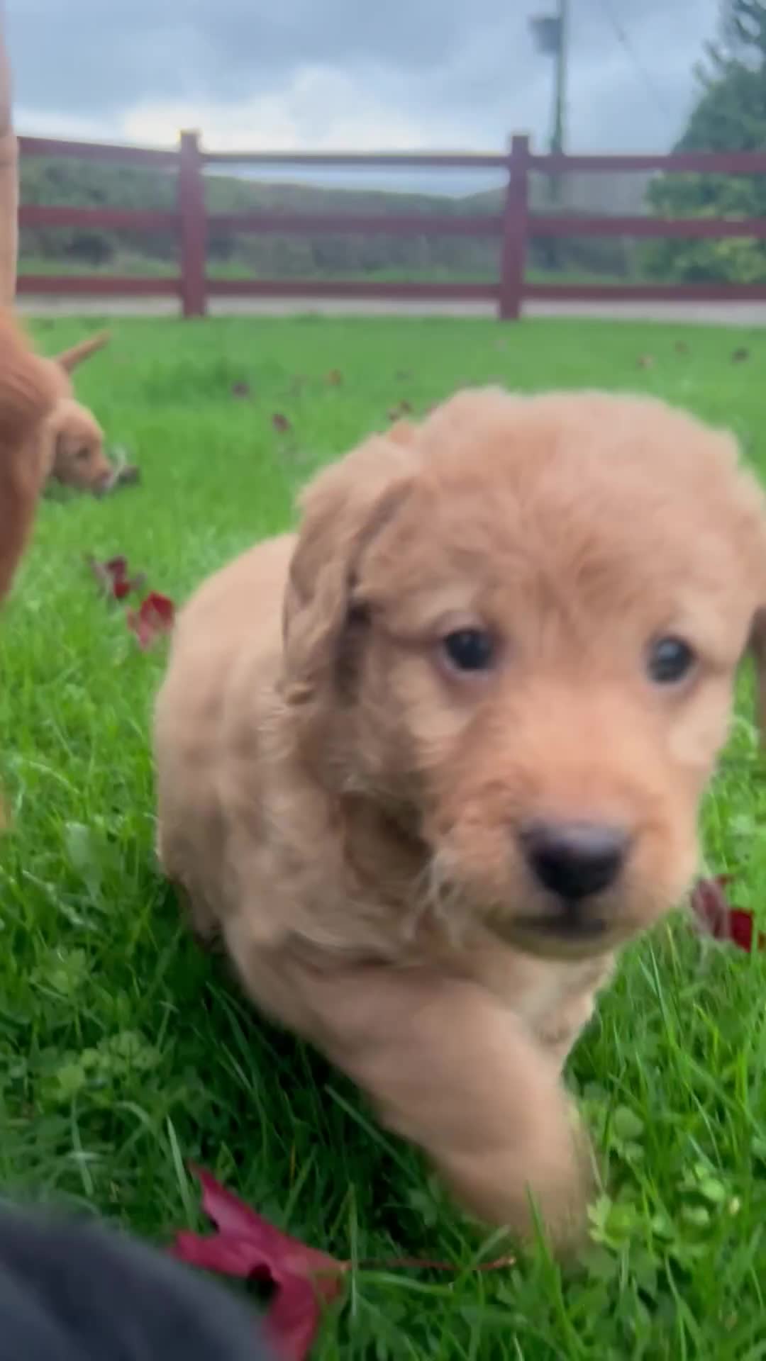 Labradoodle dogs for sale: 🌟 GOLD STANDARD – HIGH HEALTH STATUS LABRADOODLES - Video 1