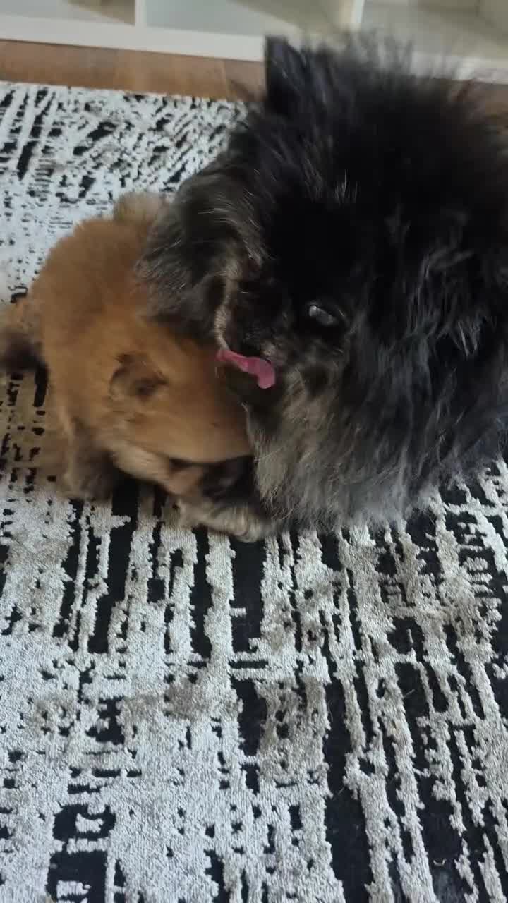 Pomeranian dogs for sale: Vito Pomleone  - Video 3