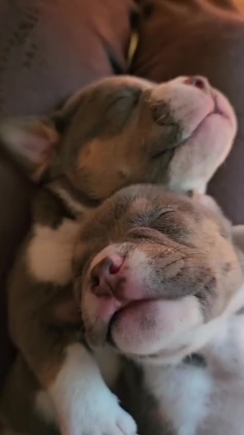 American Bully dogs for sale: Cowboyline pocket bullies  - Video 3