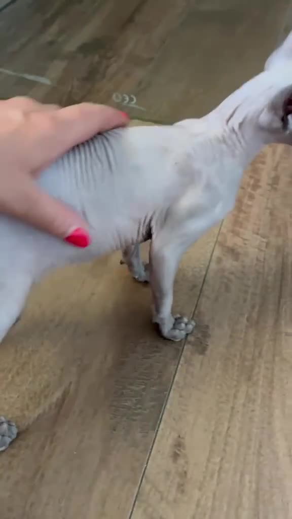 Sphynx cats for sale: 100% purebred SPHYNX kitten beautiful BLUE eyes - Video 1