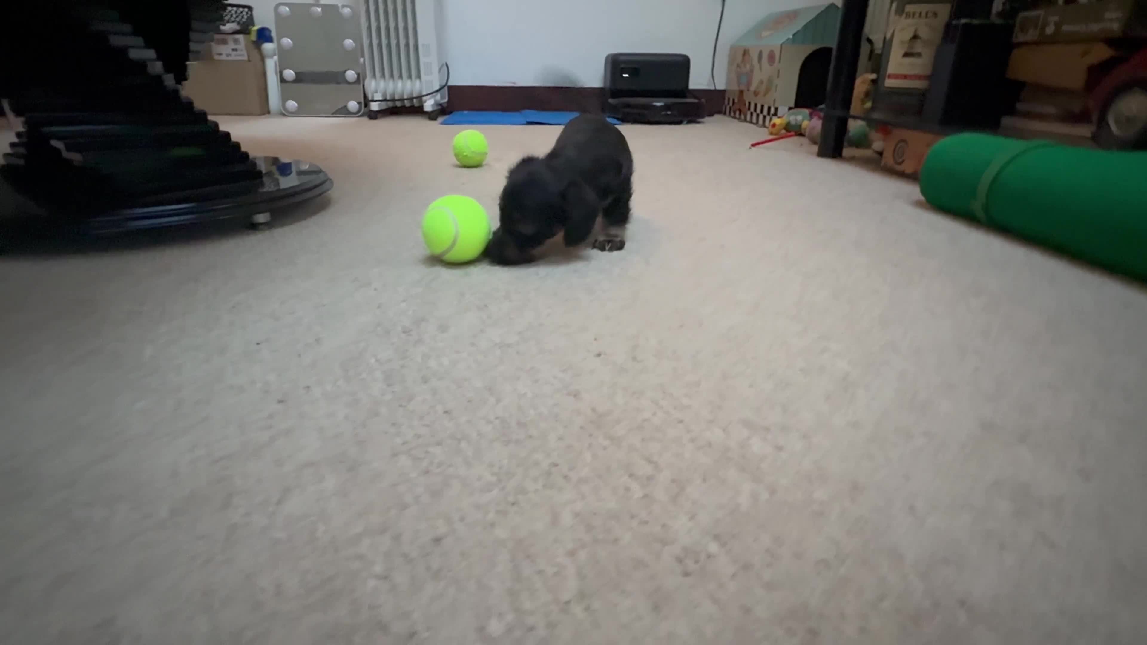 Doxiepoo dogs for sale: Doxiepoo puppies (minature) - Video 1