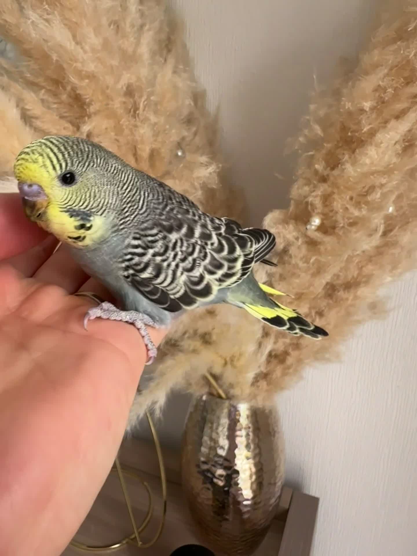 Budgerigars birds for sale: Hand Tame male baby budgies   - Video 3