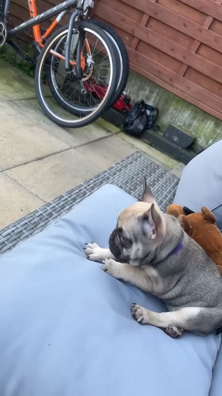 French Bulldog dogs for sale: 1 Year Old Female Frenchie - Video 1