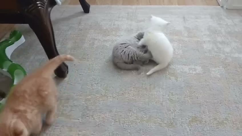 British Shorthair cats for sale: British Shorthair Kittens - Video 3