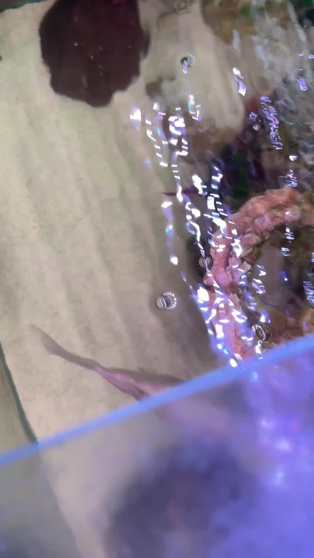 Koi Carp fish for sale: All Fishes For Sale (Just £100 For All 7 Fishes) - Video 1