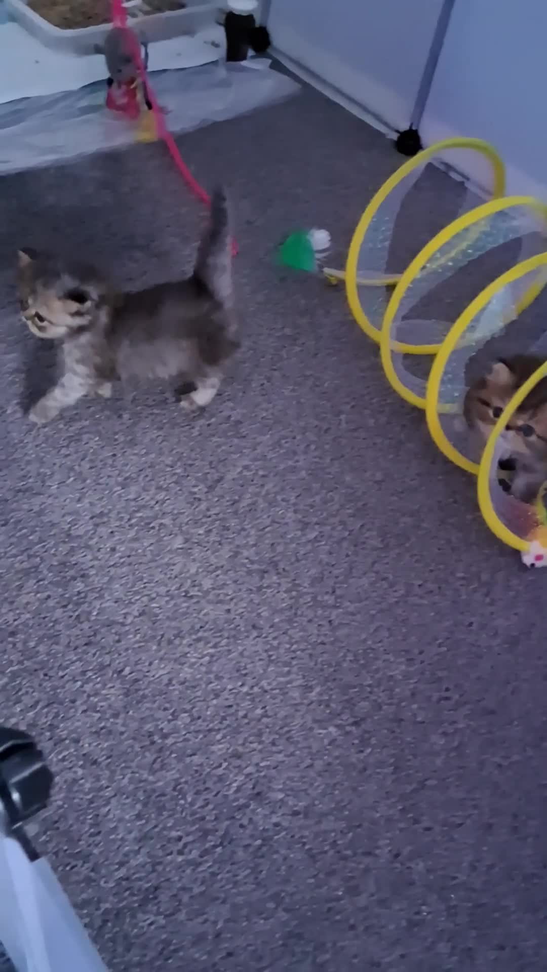 Persian cats for sale: Adorable pure Persian  - Video 3