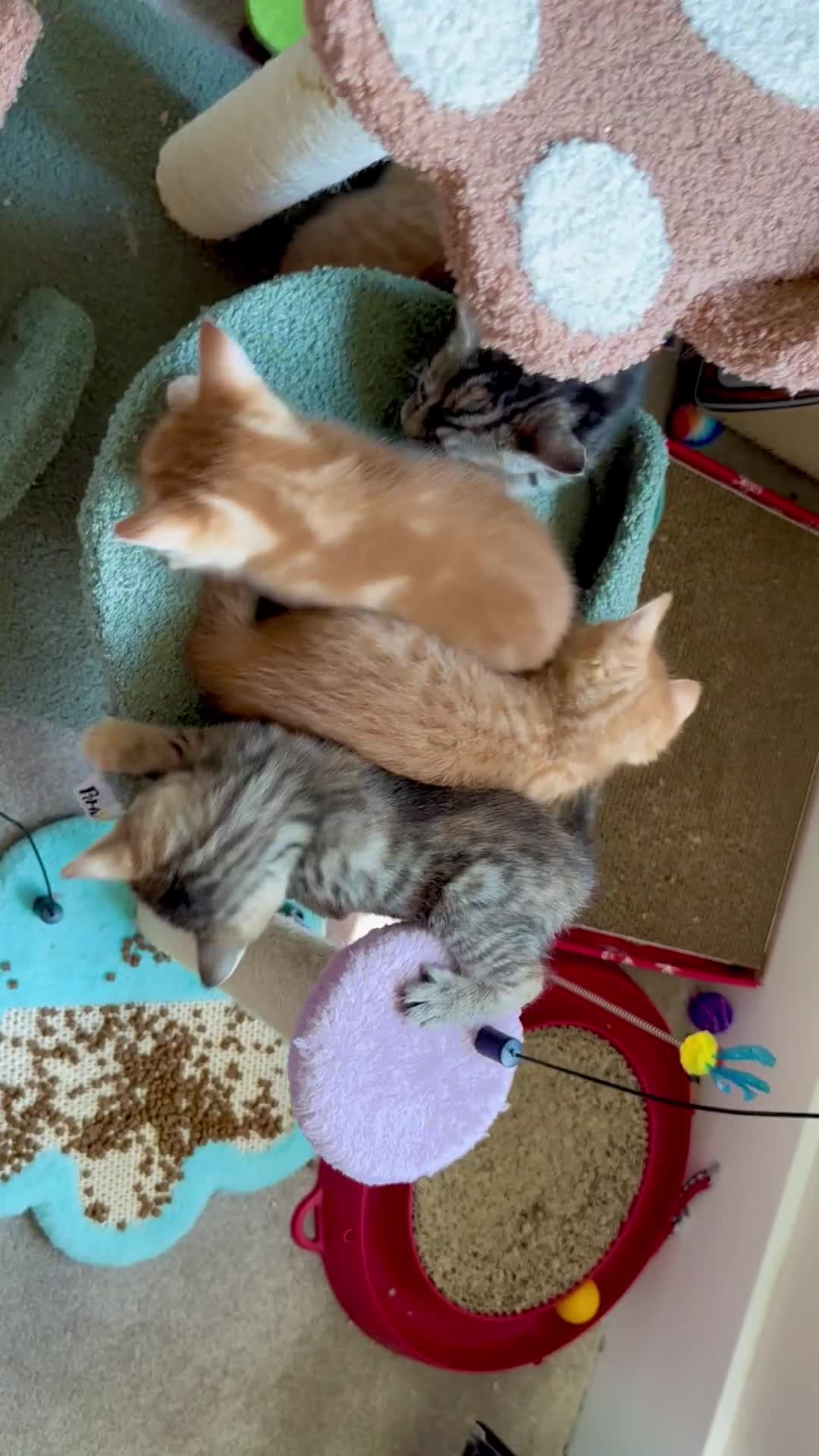 Mixed Breed cats for sale: Amiable mixed kittens  - Video 4