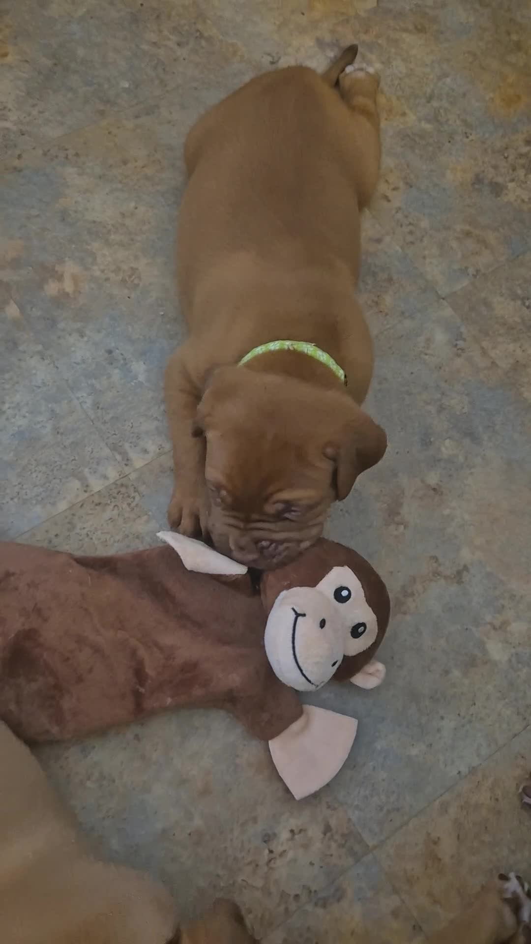 Dogue De Bordeaux dogs for sale: KC Registered Dogue de Bordeaux Puppies-Champion  - Video 2