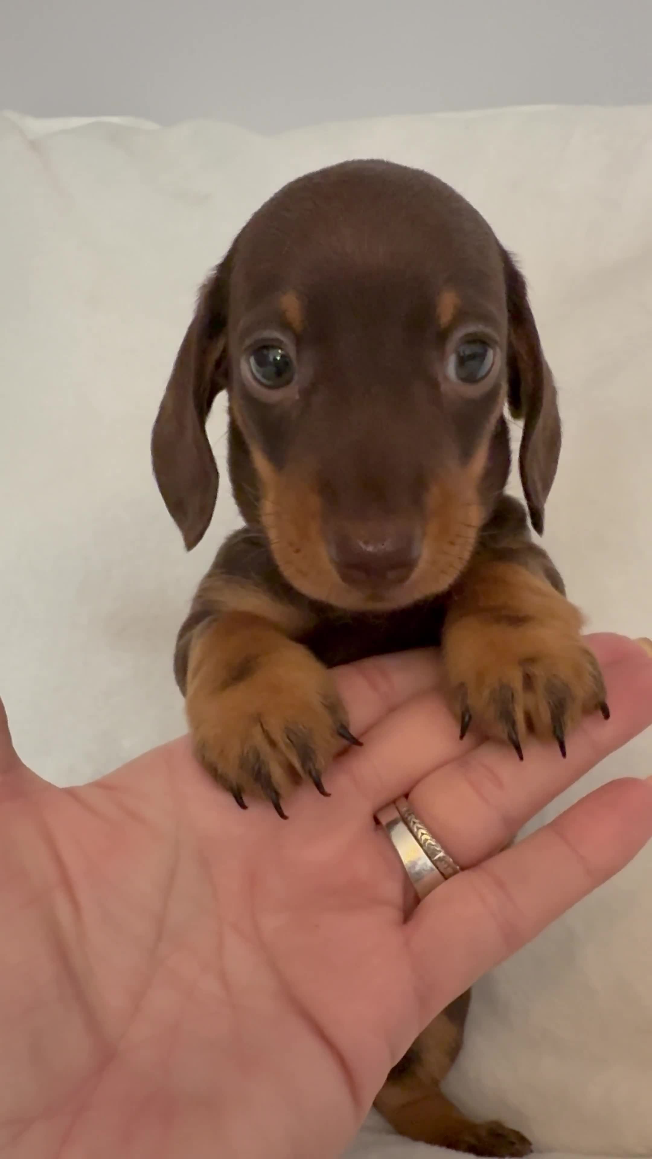 Miniature Dachshund dogs for sale: Stunning miniature dachshunds - tiny parents  - Video 1