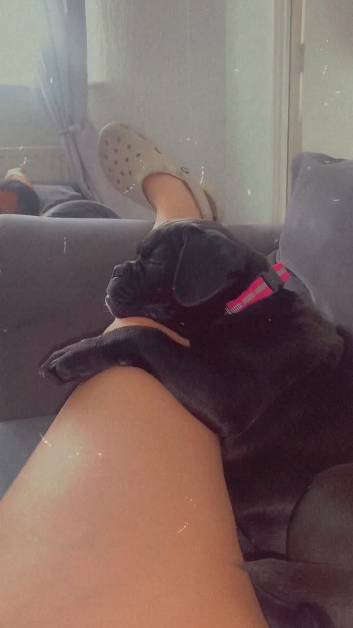 Mixed Breed dogs for sale: mix pocket bully/pug - Video 2