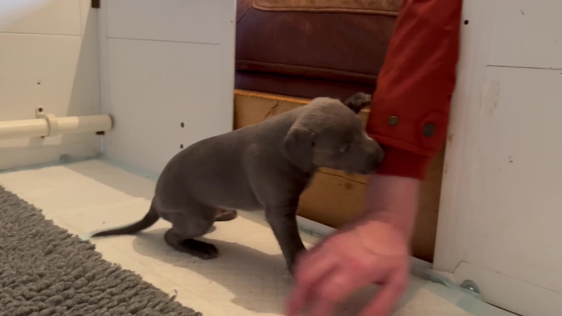 Mixed Breed dogs for sale: 5 stunning Whippet Bedlington pups available.  - Video 3