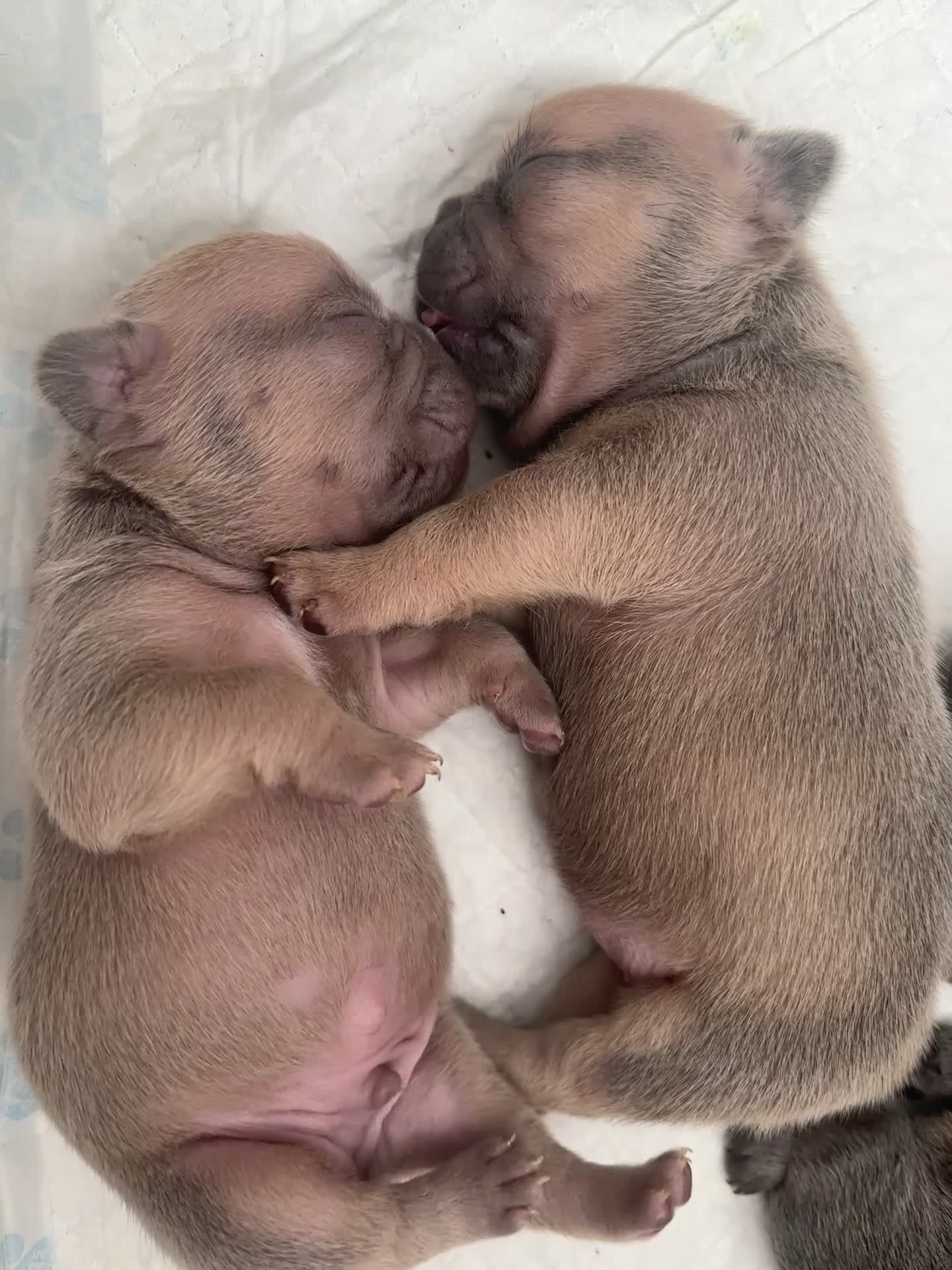 French Bulldog dogs for sale: 5⭐️French bulldog puppies - Video 1