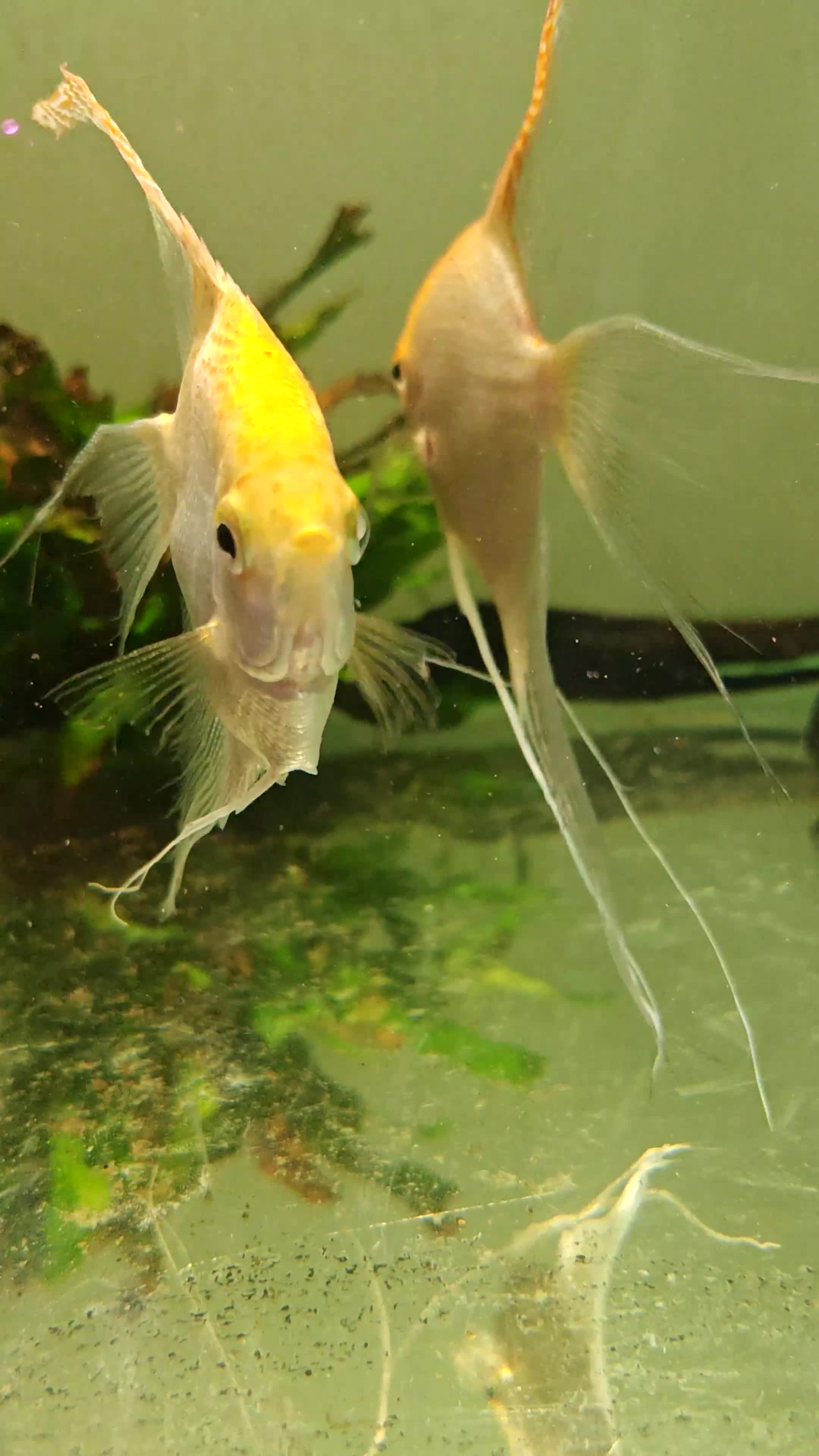 Angelfish fish for sale: Loads angelfish , breeding pairs - Video 5