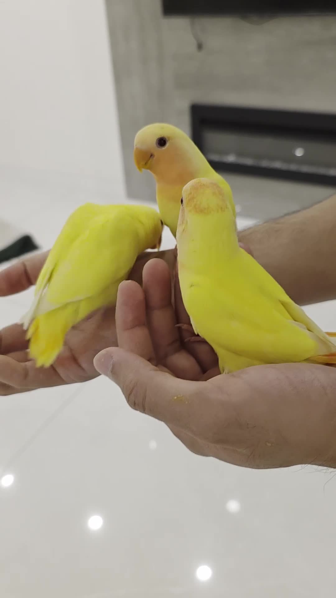Lovebirds birds for sale: Super Tame, Hand-reared cuddly baby lovebirds  - Video 1