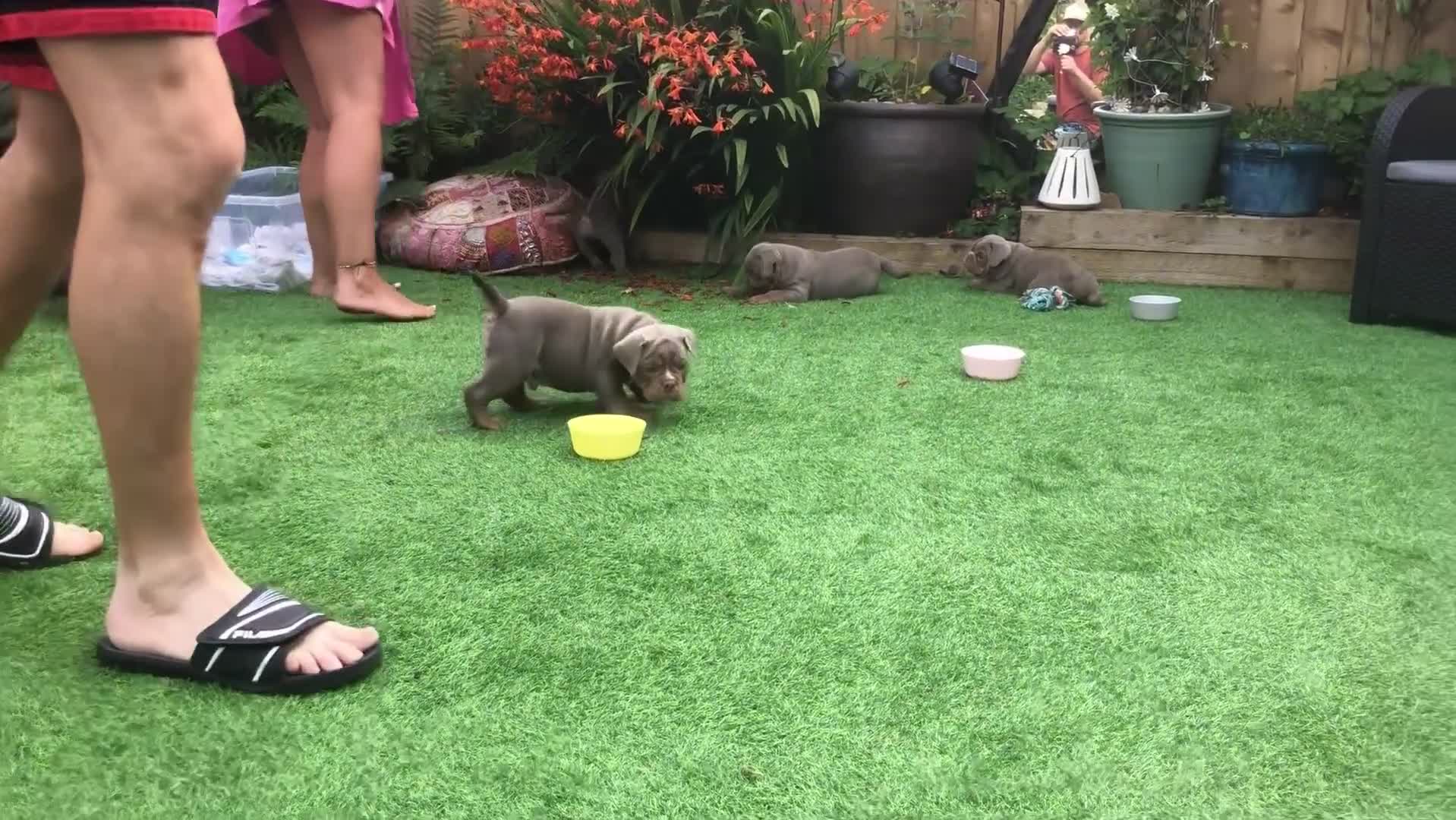 Olde English Bulldogge dogs for sale: 07496730941 : lilac tri Olde English Bulldogges - Video 2