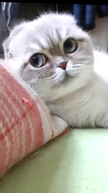 Scottish Fold cats for stud: ✨ Looking for a Queen for Our Gentle George ✨ - Video 1