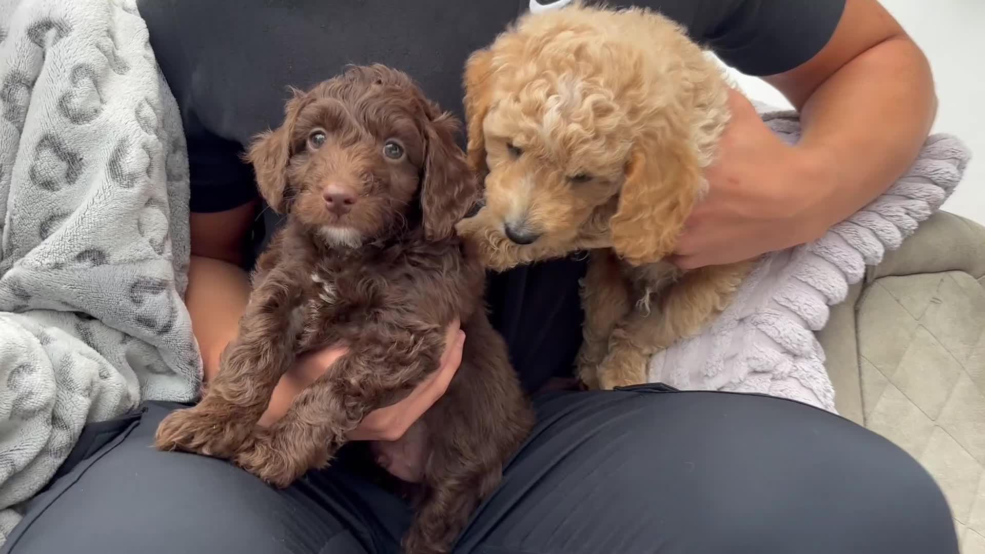 Cockapoo dogs for sale: Cockapoo puppies F1b - Video 1
