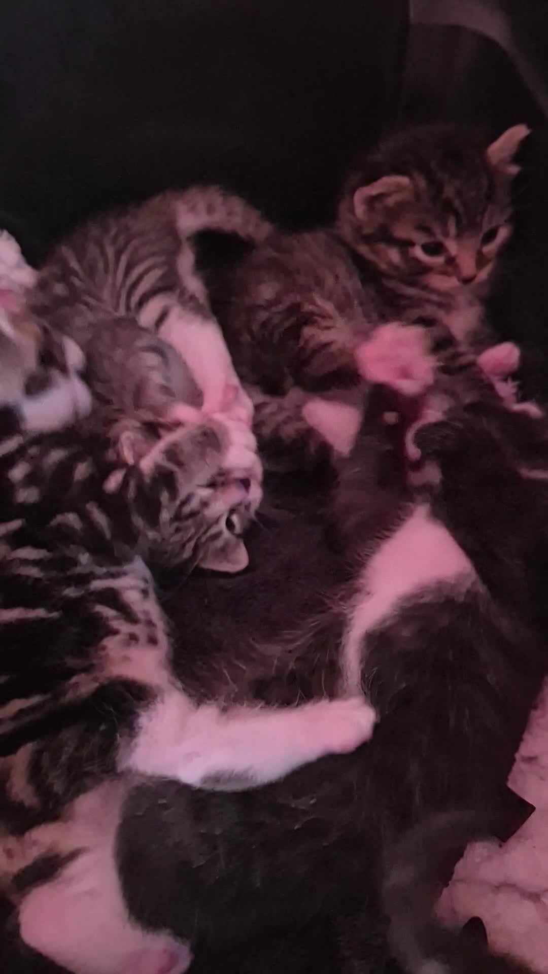 Mixed Breed cats for sale: Gorgeous Tabby x Tuxedo male kitten  - Video 1