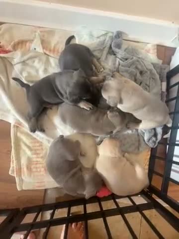 French Bulldog dogs for sale: FRENCHIE X PUPS FOR SALE  - Video 5