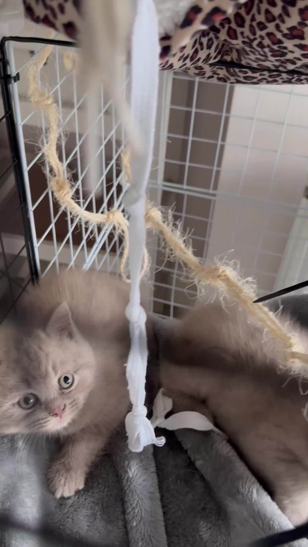 British Shorthair cats for sale: British Shorthair Teddys 🐻 Cinnamon now reserved! - Video 2