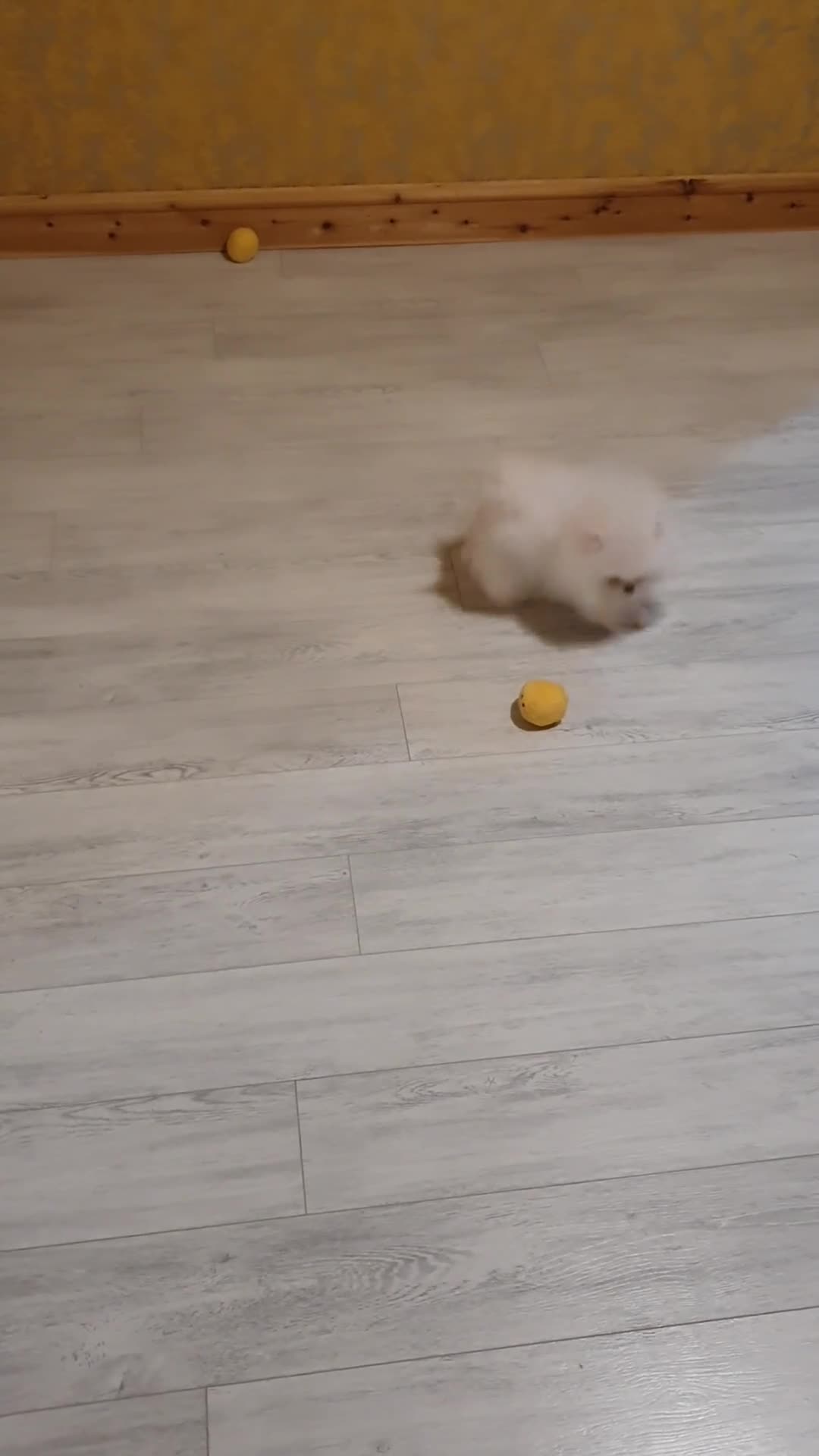 Pomeranian dogs for sale: Gorgeous Teddy bear Pomeranian puppies  - Video 2