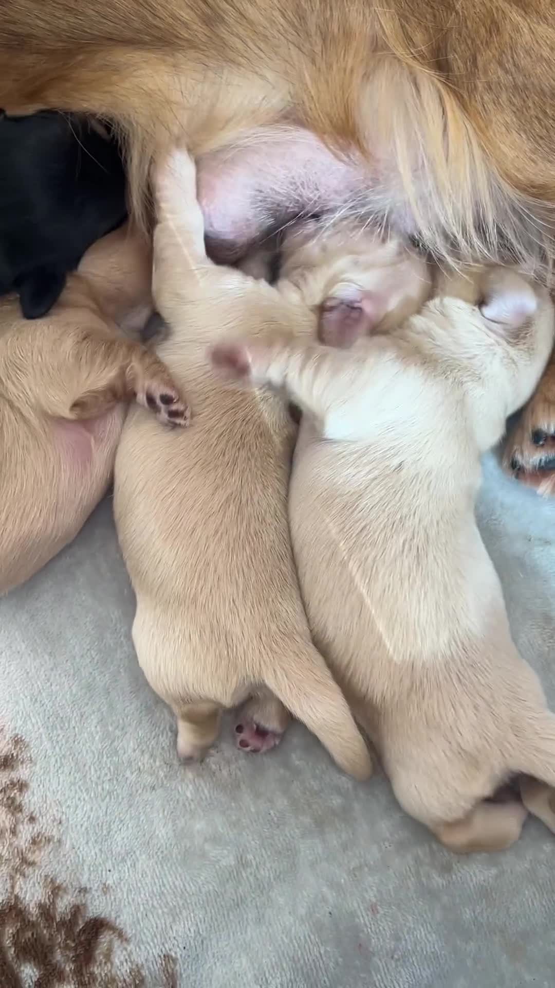 Miniature Dachshund dogs for sale: CREAM MINIATURE DACHSHUNDS💛 - Video 2