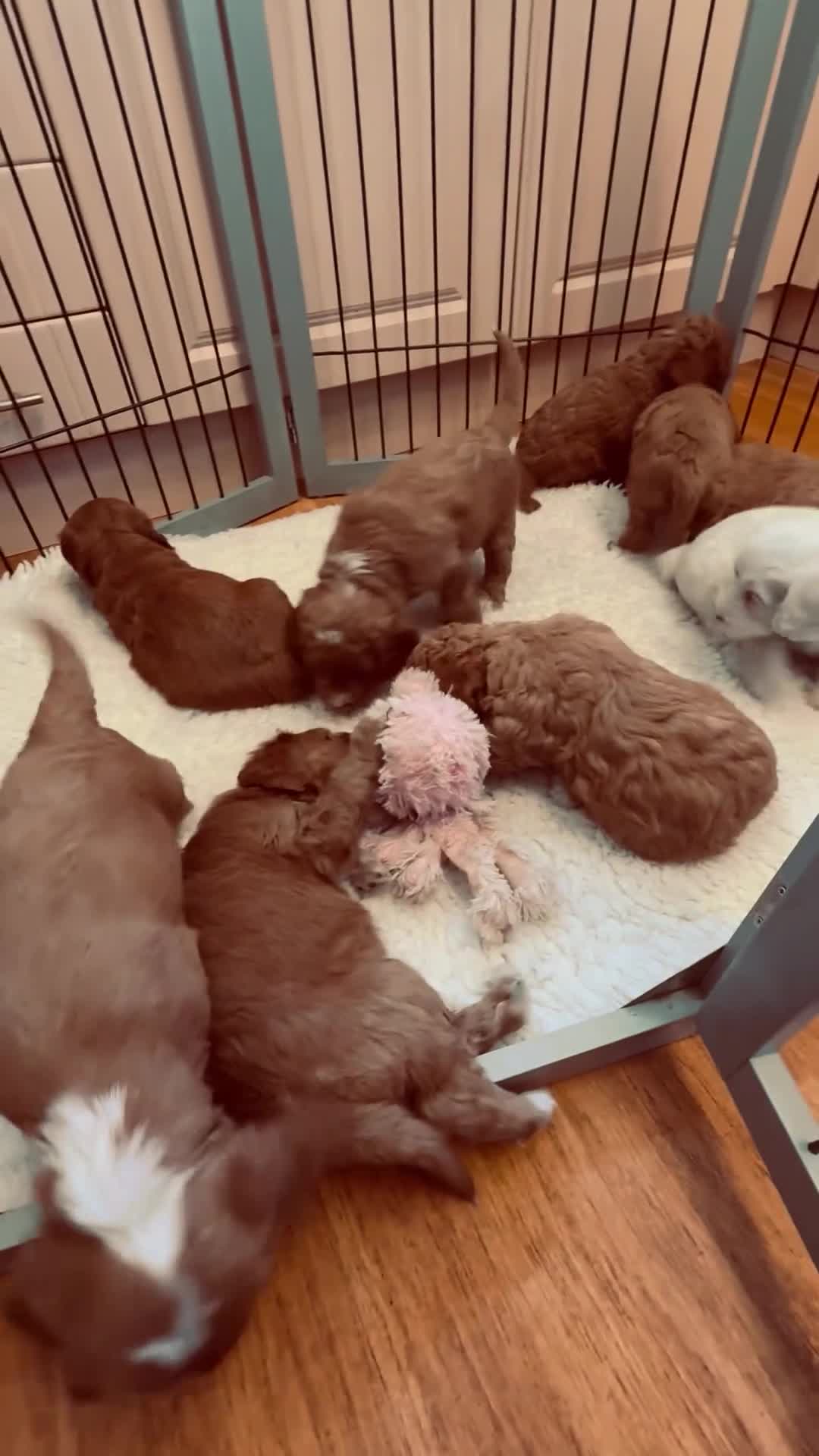 Mixed Breed dogs for sale: Australian Labradoodle  - Video 1