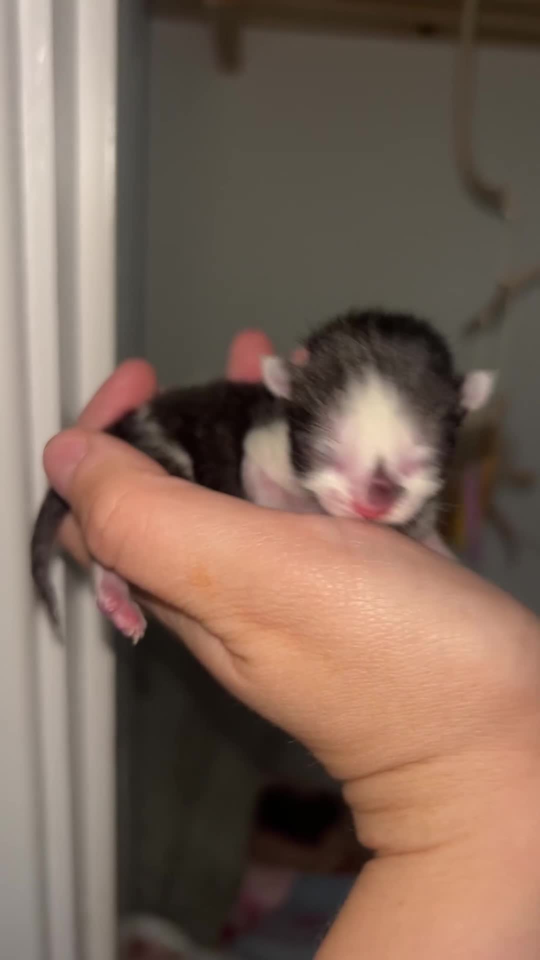 Mixed Breed cats for sale: 1 FEMALE LEFT left  - Video 1