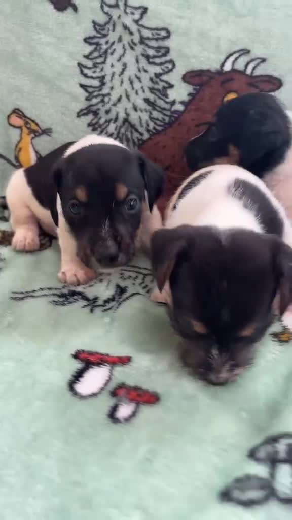Jack Russell dogs for sale: Jack Russel puppies  - Video 1